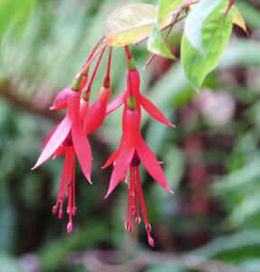 <i>Fuchsia regia</i>