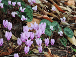 <i> Cyclamen africanum</i>