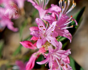 <I>Rhododendron spiciferum</i>
