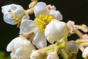 <i>Saurauia madrensis</i>