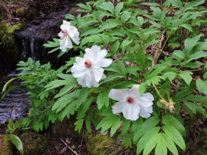 <i>Paeonia suffruiticosa</i>