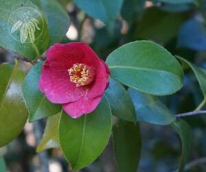 <i>Camellia japonica</i>