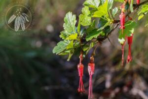 <i>Ribes speciosum</i>  