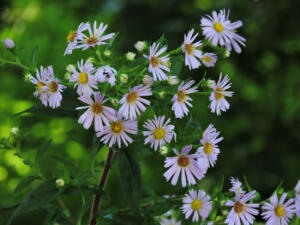 <i>Symphyotrichum novi-belgii</i>