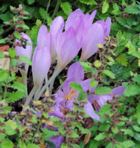 <i>Colchicum autumnale</i>