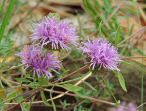 <i>Monardella viridis</i>