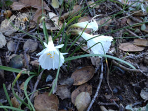 <I>Narcissus cantabricus</i>