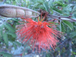 <i>Calliandra californica</i>