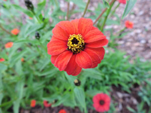 <i>Zinnia peruviana</i>