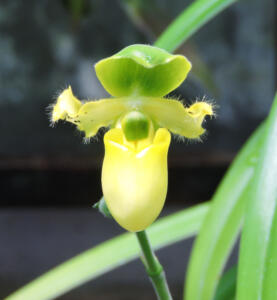 <i>Paphiopedilum primulinum</i>