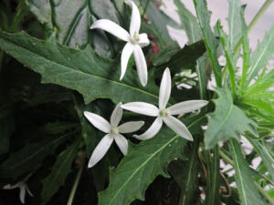 <i>Hippobroma longiflora</i>