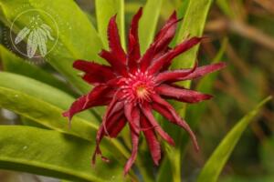 <i>Illicium floridanum</i>