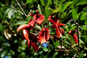 <i> Erythrina crista-galli</i>