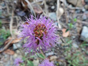 <i>Monardella purpurea</i>