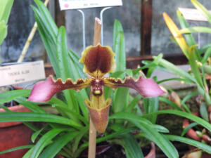 <i>Paphiopedilum hirsutissimum</i>