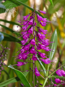 <i>Veronica punicea</i>