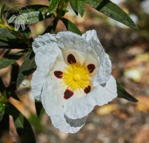 <i>Cistus ladanifer</i>