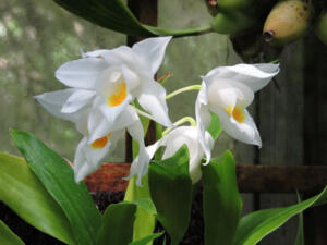 <i>Coelogyne mooreana</i>