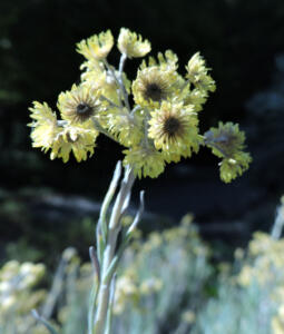 <i>Helichrysum splendidum</i>