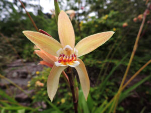 <i>Bletilla ochracea</i>