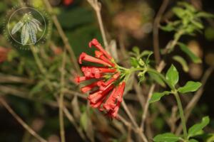 <i>Bouvardia ternifolia</i>