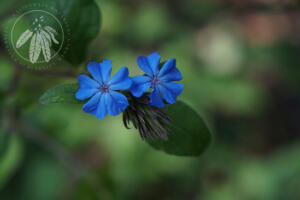 <i>Ceratostigma willmottianum</i>