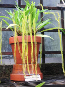 <i>Dendrochilum filiforme</i>