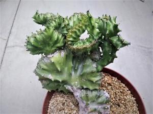 Euphorbia franckiana f. monstrosa