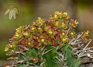 <i>Euphorbia horrida</i>