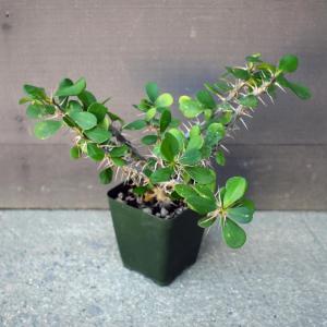 Euphorbia milii var. imperatae x Euphorbia delphinensis