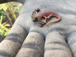 California newt (Taricha torosa)