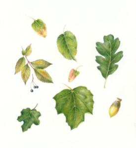 Nina Antze | Garden Leaves