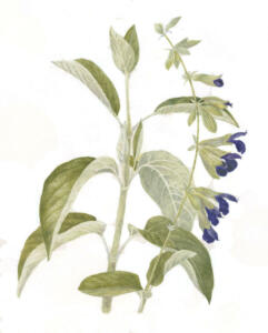 Maria Cecilia Freeman | Andean Silver-Leaf Sage