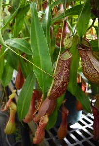 Special one time offering of specimen Nepenthes